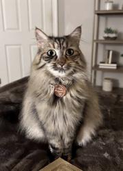 Lost Female Cat last seen Bellaire st 130th cir, Thornton, CO 80221