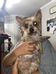 Reunited Female Dog last seen Lost oak drive, Buford, GA 30519