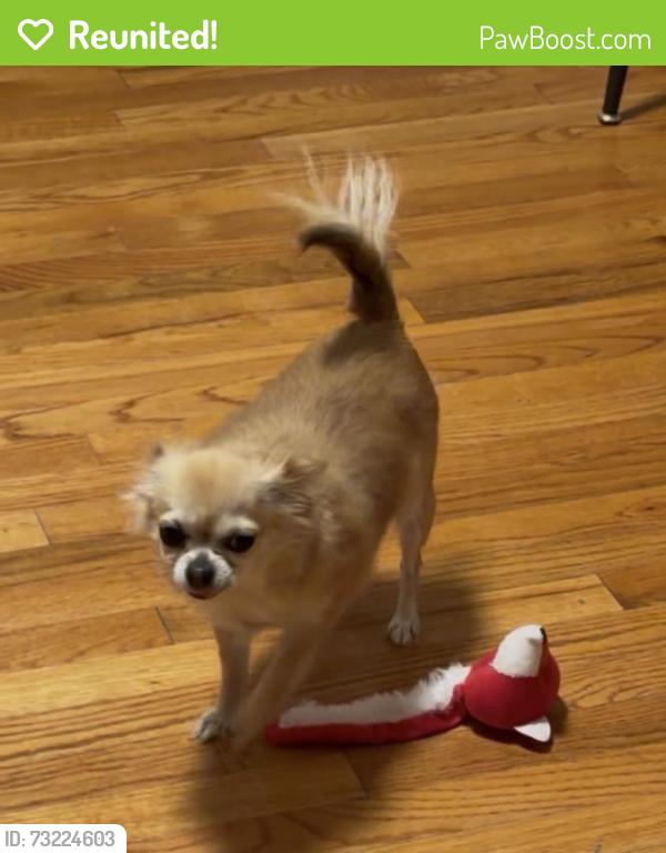 Reunited Female Dog last seen Udall rd, Baywood, NY 11706