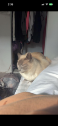 Lost Male Cat last seen Near the cemetery on ocean st, Santa Cruz, CA 95062