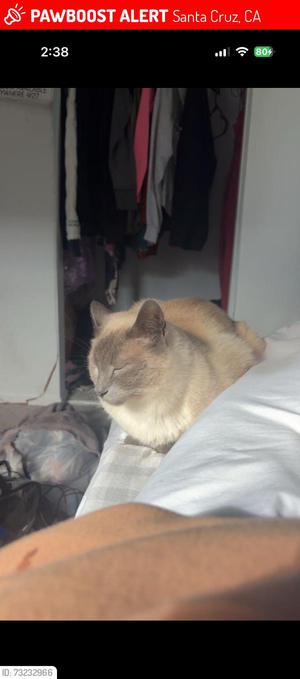 Lost Male Cat last seen Near the cemetery on ocean st, Santa Cruz, CA 95062