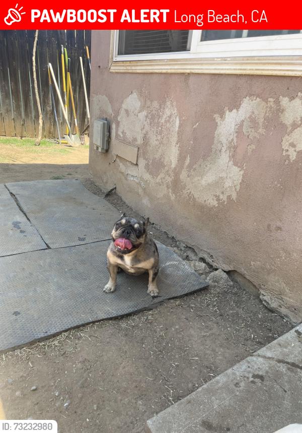Lost Female Dog last seen Myrtle Avenue, Long Beach, CA 90805