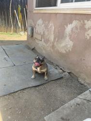 Lost Female Dog last seen Myrtle Avenue, Long Beach, CA 90805