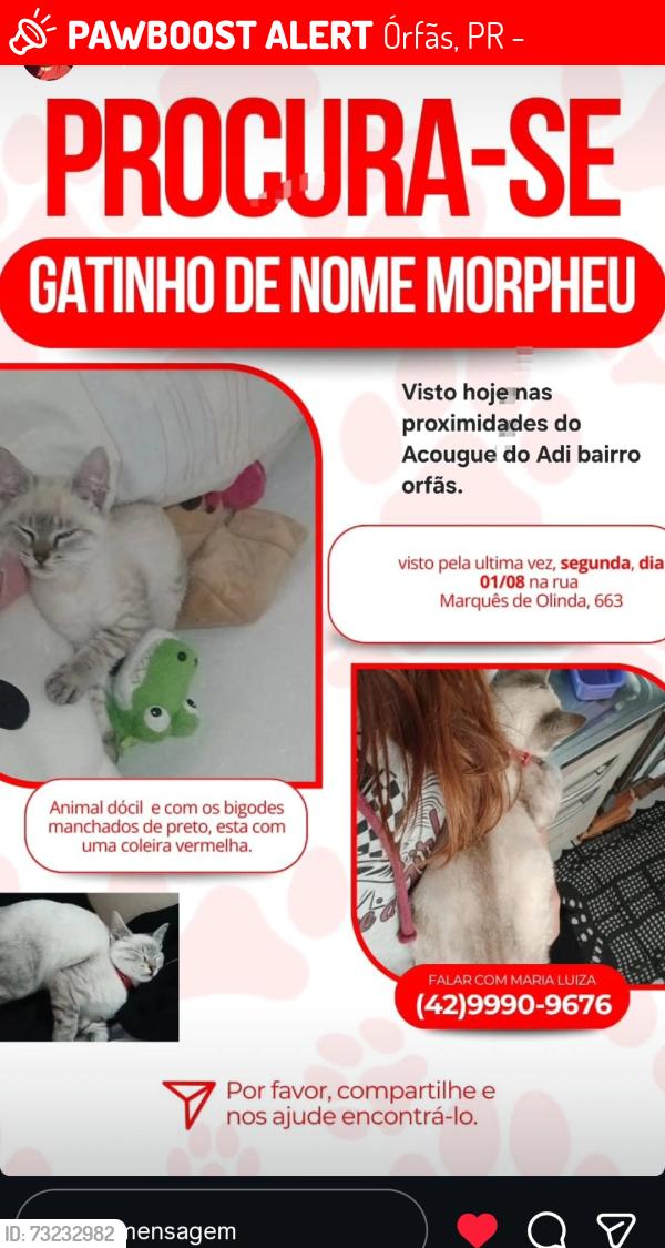 Lost Male Cat last seen Açougue do adi, Órfãs, PR 84070-280