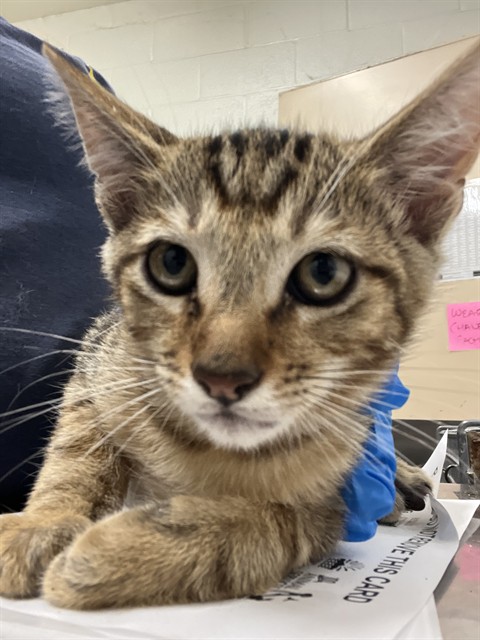 Shelter Stray Male Cat last seen ANITA AND 4TH AVE, 130 Beyer Way, Chula Vista, CA 91911, USA