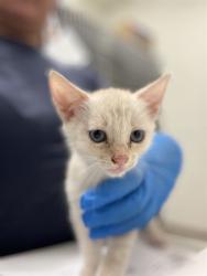 Shelter Stray Female Cat last seen ANITA AND 4TH AVE, 130 Beyer Way, Chula Vista, CA 91911, USA