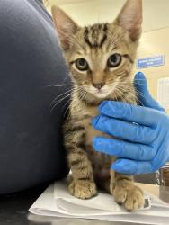 Shelter Stray Male Cat last seen ANITA AND 4TH, 130 Beyer Way, Chula Vista, CA 91911, USA