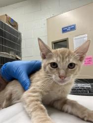 Shelter Stray Female Cat last seen ANITA AND 4TH, 130 Beyer Way, Chula Vista, CA 91911, USA