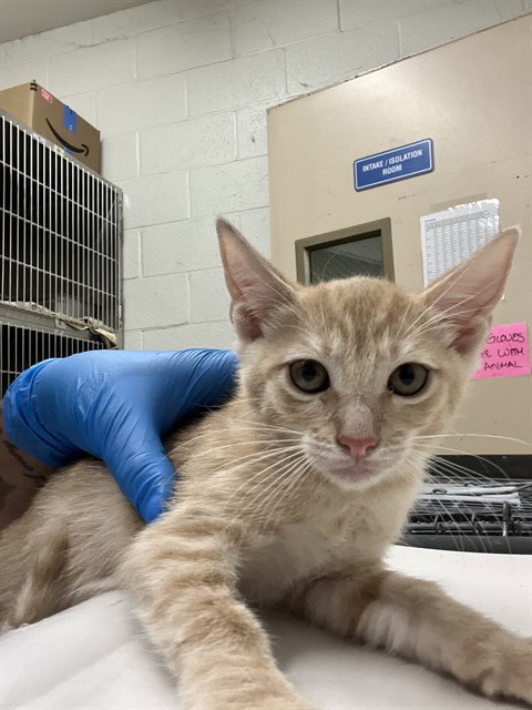 Shelter Stray Female Cat last seen ANITA AND 4TH, 130 Beyer Way, Chula Vista, CA 91911, USA
