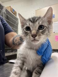 Shelter Stray Male Cat last seen ANITA AND 4TH, 130 Beyer Way, Chula Vista, CA 91911, USA