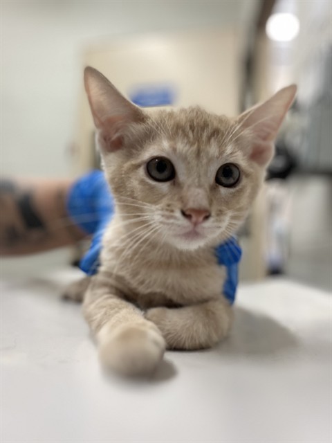 Shelter Stray Female Cat last seen ANITA AND 4TH, 130 Beyer Way, Chula Vista, CA 91911, USA