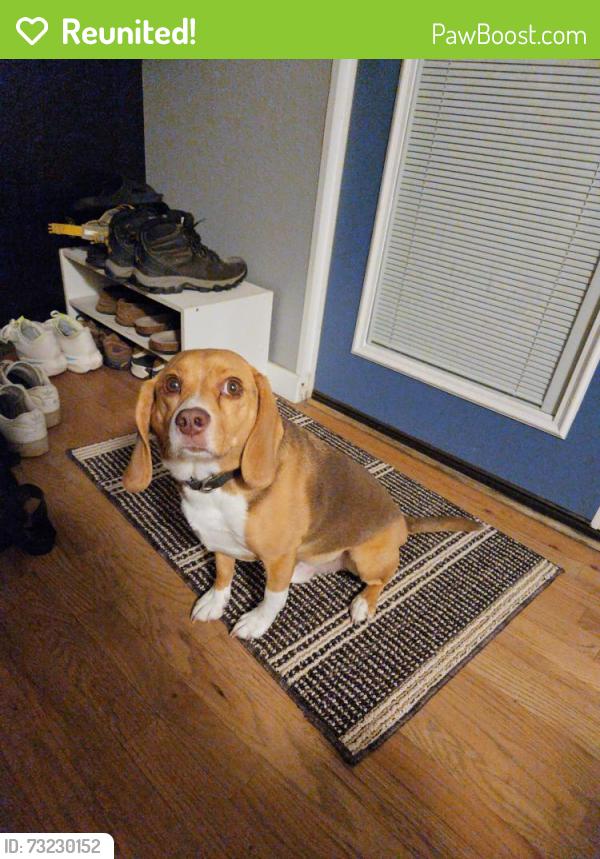 Reunited Male Dog last seen Benedict Fountain Park, Denver, CO 80203