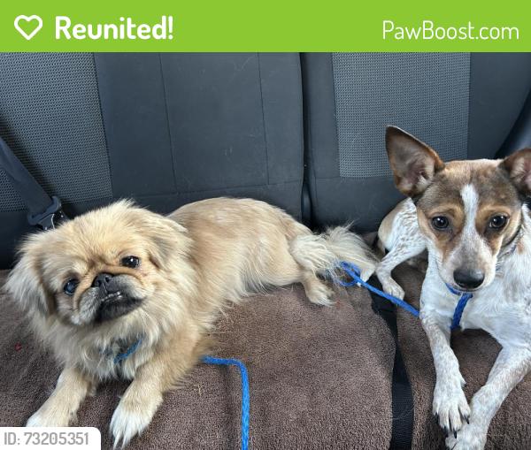 Reunited Female Dog last seen North creek blvd, in front of centennial crossing at Lenox place apmts, Goodlettsville, TN 37072