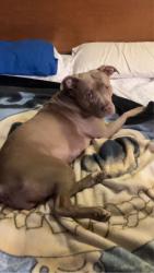 Lost Female Dog last seen Near leetsdale drive, Glendale, CO 80246