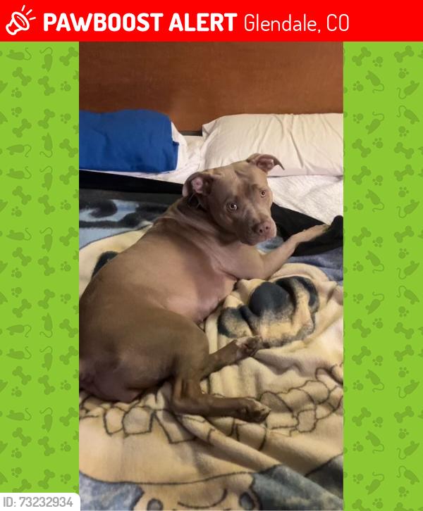 Lost Female Dog last seen Near leetsdale drive, Glendale, CO 80246