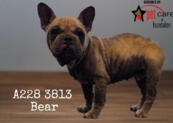 Shelter Stray Male Dog last seen , 1850 W 60th St, Los Angeles, CA 90047, USA