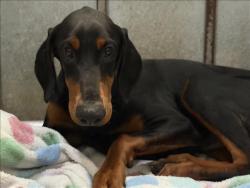 Shelter Stray Female Dog last seen , 1850 W 60th St, Los Angeles, CA 90047, USA