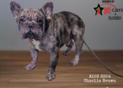 Shelter Stray Male Dog last seen , 1850 W 60th St, Los Angeles, CA 90047, USA