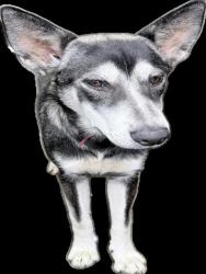Shelter Stray Female Dog last seen , 1850 W 60th St, Los Angeles, CA 90047, USA