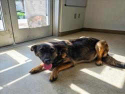 Shelter Stray Female Dog last seen , 957 N Gaffey St, San Pedro, CA 90731, USA
