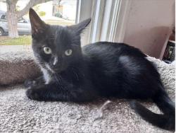 Shelter Stray Female Cat last seen , 957 N Gaffey St, San Pedro, CA 90731, USA