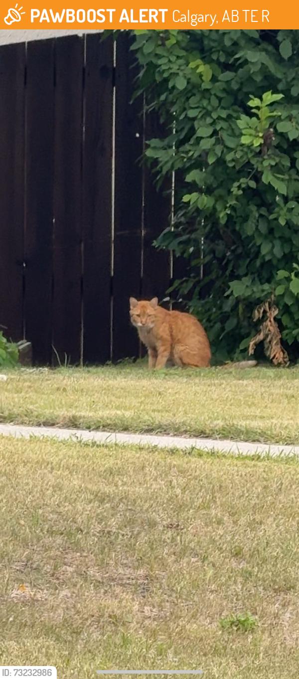 Found/Stray Unknown Cat last seen Inbetween some hses.. tried to get it but it ran away behind the hses, Calgary, AB T3E 3R8