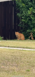 Found/Stray Unknown Cat last seen Inbetween some hses.. tried to get it but it ran away behind the hses, Calgary, AB T3E 3R8