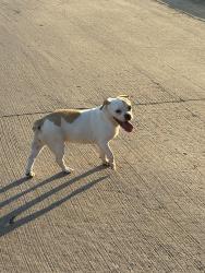 Reunited Female Dog last seen Blazing Star in Lone Star Ranch, Frisco, TX 75036
