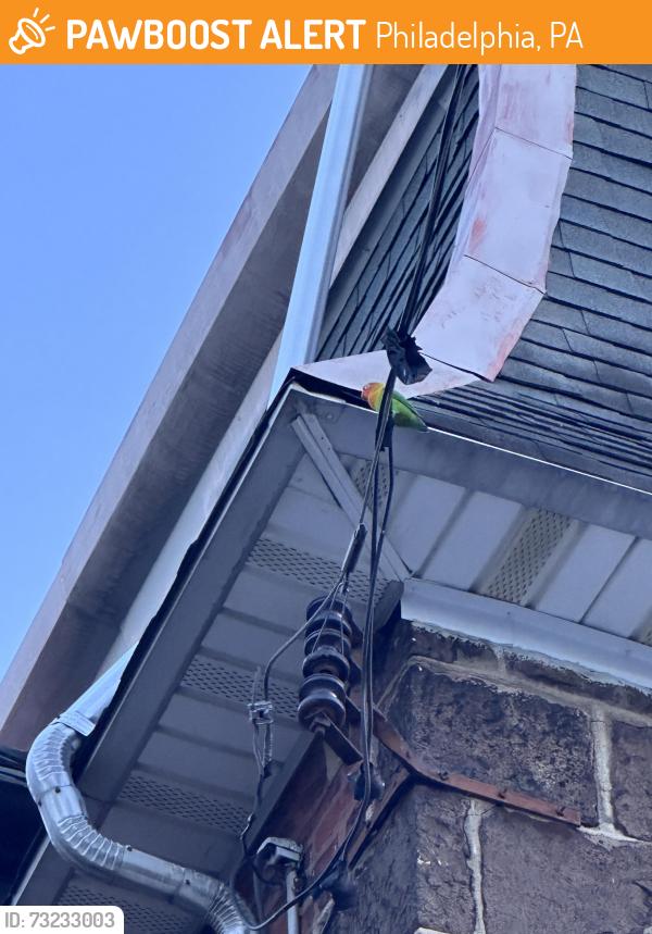Found/Stray Unknown Bird last seen Morris St and 13th St, Philadelphia, PA 19148