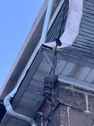 Found/Stray Unknown Bird last seen Morris St and 13th St, Philadelphia, PA 19148