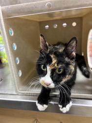 Shelter Stray Female Cat last seen Near BLOCK VICTORIAN AVE, SPARKS NV 89431, 2825 Longley Ln Suite A, Reno, NV 89502, USA