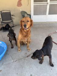 Lost Male Dog last seen Near Manteca rd, Manteca ca, Manteca, CA 95337