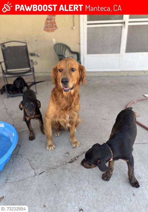Lost Male Dog last seen Near Manteca rd, Manteca ca, Manteca, CA 95337