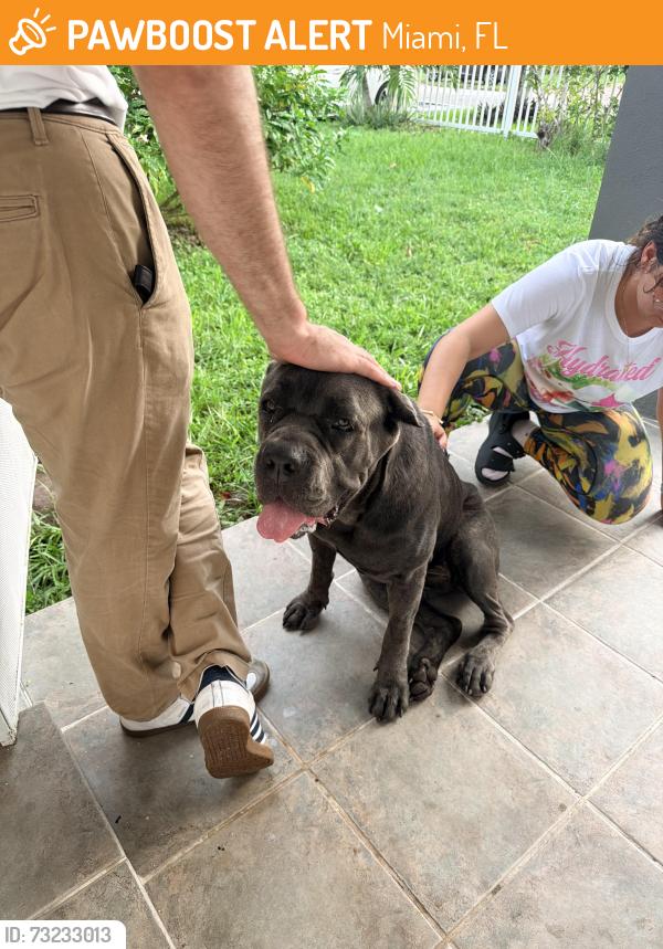 Found/Stray Female Dog last seen MDC North Campus, Miami, FL 33147