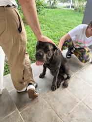 Found/Stray Female Dog last seen MDC North Campus, Miami, FL 33147