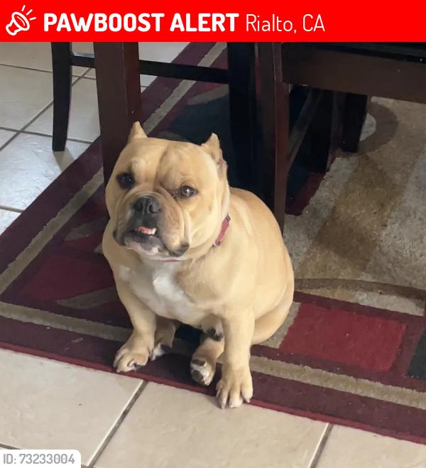 Lost Female Dog last seen she was last seen on merrill and bonnieview, Rialto, CA 92376
