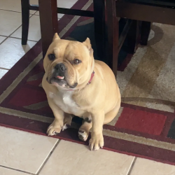 Lost Female Dog last seen she was last seen on merrill and bonnieview, Rialto, CA 92376