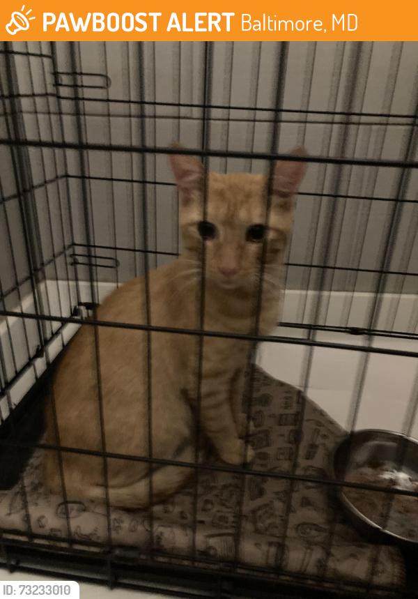 Found/Stray Male Cat last seen S chapel gate ln and parkton st, Baltimore, MD 21229