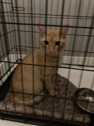 Found/Stray Male Cat last seen S chapel gate ln and parkton st, Baltimore, MD 21229