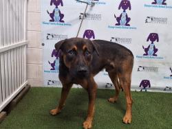Shelter Stray Male Dog last seen , 2769 Conroy Rd, Orlando, FL 32839, USA