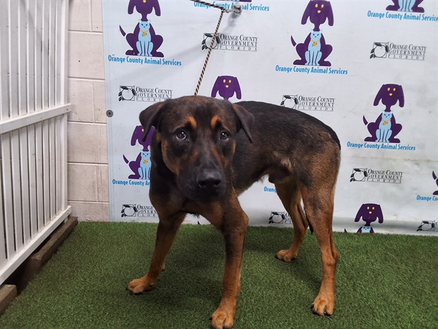 Shelter Stray Male Dog last seen , 2769 Conroy Rd, Orlando, FL 32839, USA