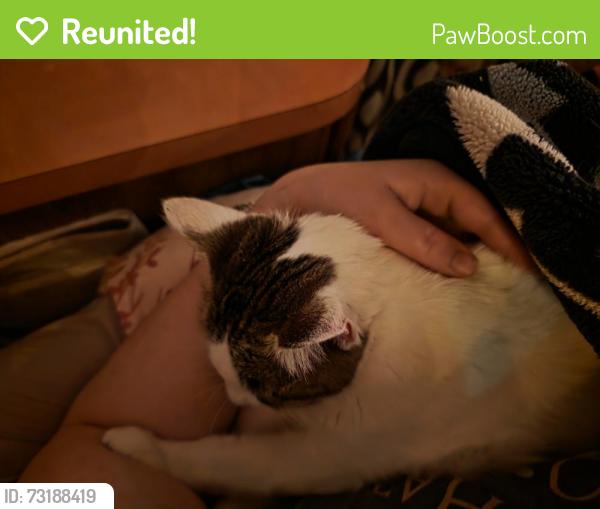 Reunited Female Cat last seen Across from the DOT, Morton, WA 98356