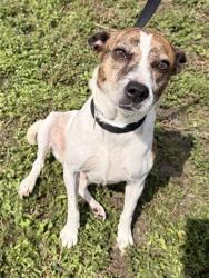 Shelter Stray Female Dog last seen Near BLOCK E DANIA BEACH BLVD, DANIA FL 33004, 2400 SW 42nd St, Fort Lauderdale, FL 33312, USA