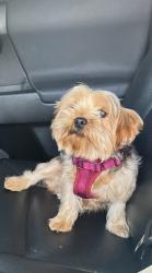 Reunited Male Dog last seen Lakewood, CA, USA, Lakewood, CA 90714