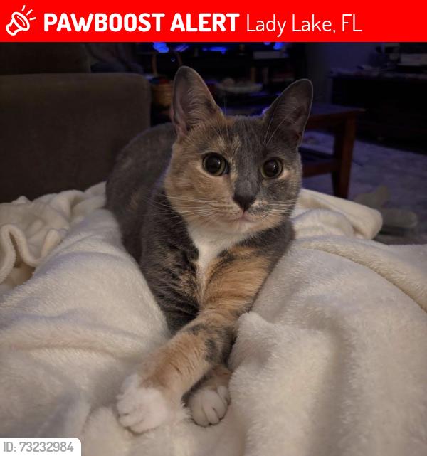 Lost Female Cat last seen Del Mar Dr & Del Rio Dr and Del Mar Dr & Ventura Dr, Lady Lake, FL 32159