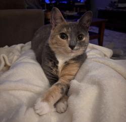 Lost Female Cat last seen Del Mar Dr & Del Rio Dr and Del Mar Dr & Ventura Dr, Lady Lake, FL 32159
