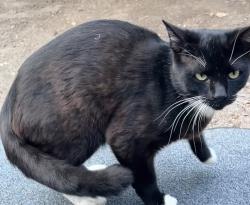 Found/Stray Male Cat last seen 8th St E and Meridian, Edgewood, WA 98372