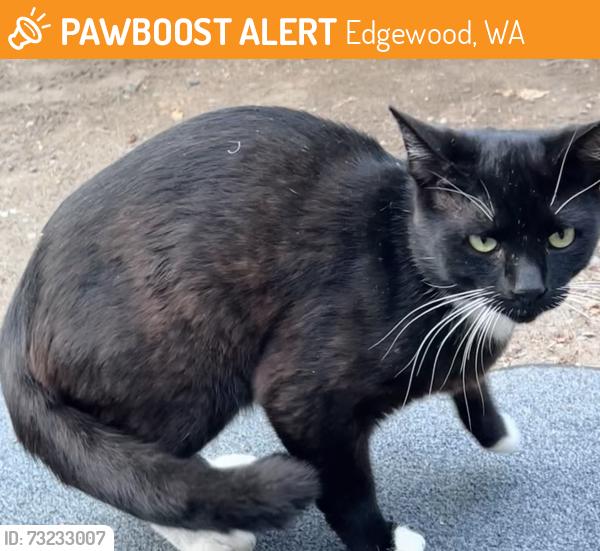 Found/Stray Male Cat last seen 8th St E and Meridian, Edgewood, WA 98372
