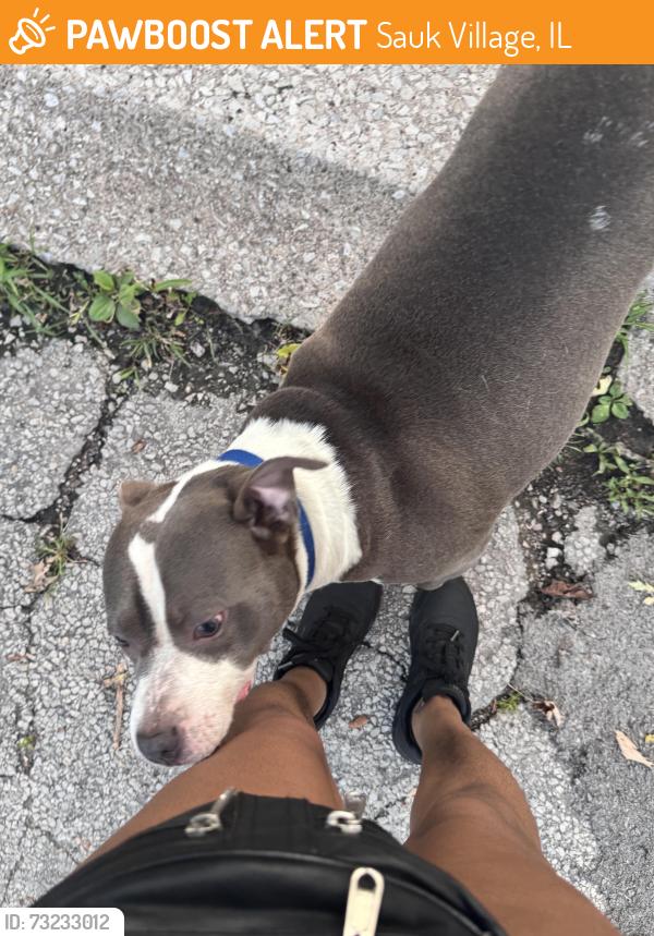 Found/Stray Female Dog last seen 217th Gailine ave, Sauk Village, IL 60411
