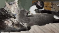Lost Male Cat last seen Herman Rd, Butler, PA 16002